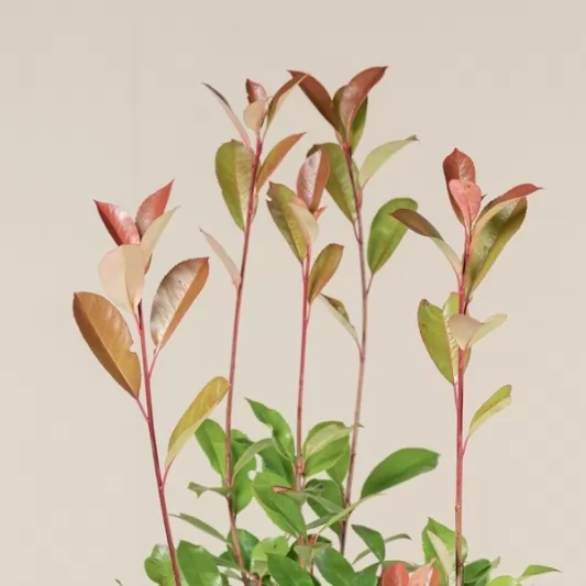 Фотиния 60-80см / Photinia x fraseri 'Red Robin'