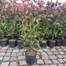 Фотиния 60-80см / Photinia x fraseri 'Red Robin'