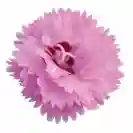 Карамфил 10-15см, различни цветове / Dianthus caryophyllus Code®