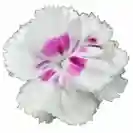 Карамфил 10-15см, различни цветове / Dianthus caryophyllus Code®