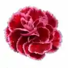 Карамфил 10-15см, различни цветове / Dianthus caryophyllus Code®