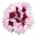 Карамфил 10-15см, различни цветове / Dianthus caryophyllus Code®