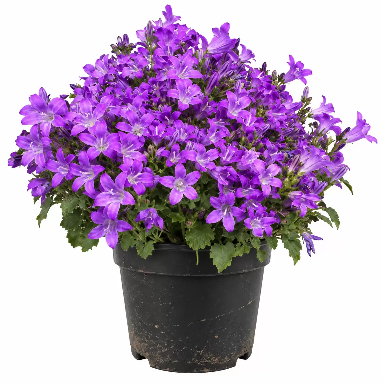Кампанула 10-15см /  Campanula portenschlagiana Catharina