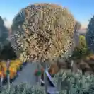 Кипарис аризонски Стъбло 100см, Корона 40-50см / Cupressus arizonica glauca 'Fastigiata'