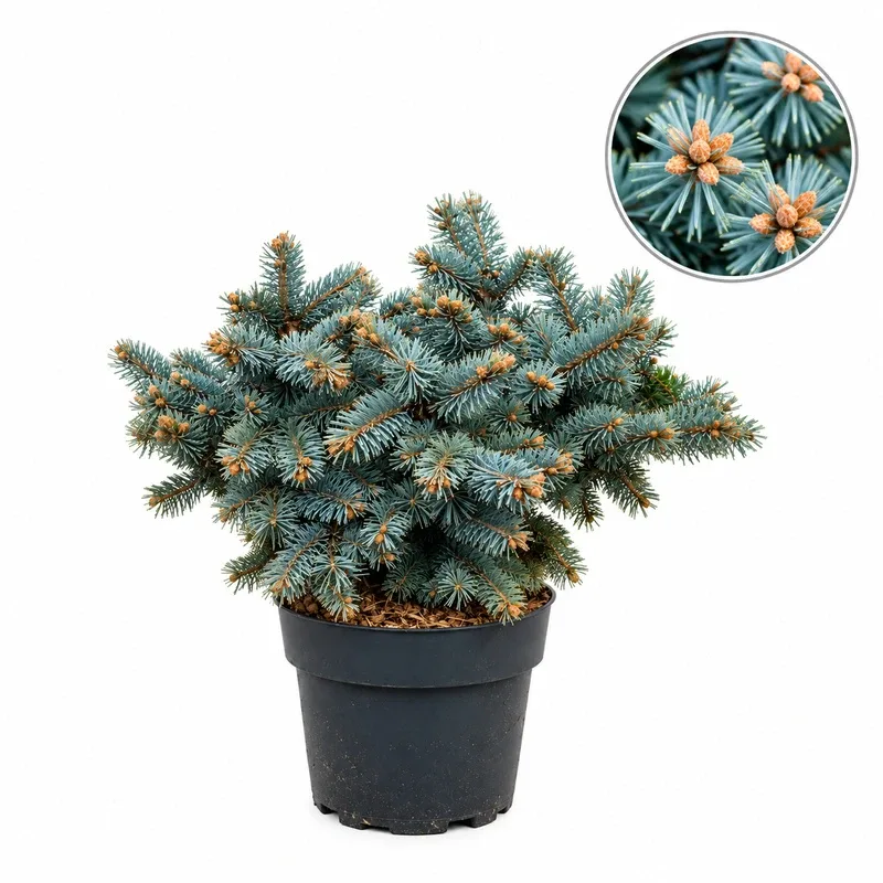 Смърч сребрист Джудже 30-40см / Picea pungens 'Glauca Globosa'