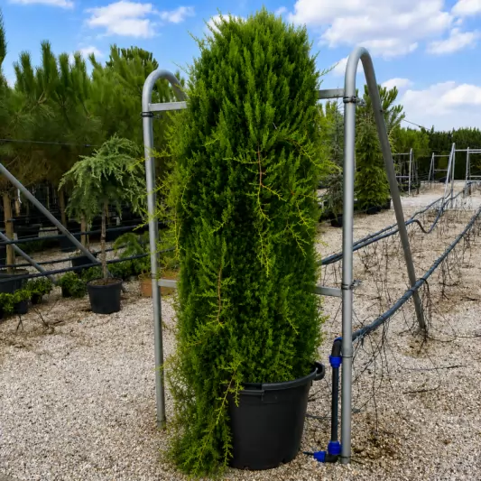 Кипарис Голд Райдър Плачущ 140-160см / Cupressocyparis leylandii 'Gold Rider Pendula'
