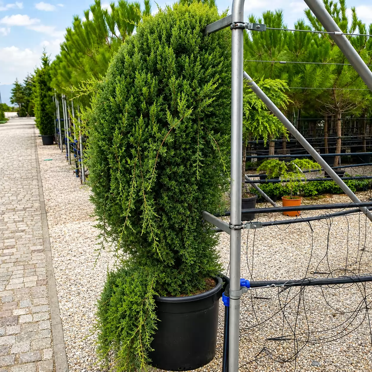 Кипарис Голд Райдър Плачущ 140-160см / Cupressocyparis leylandii 'Gold Rider Pendula'