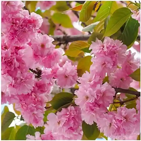 Prunus serrulata 'Kanzan' Stem120cm
