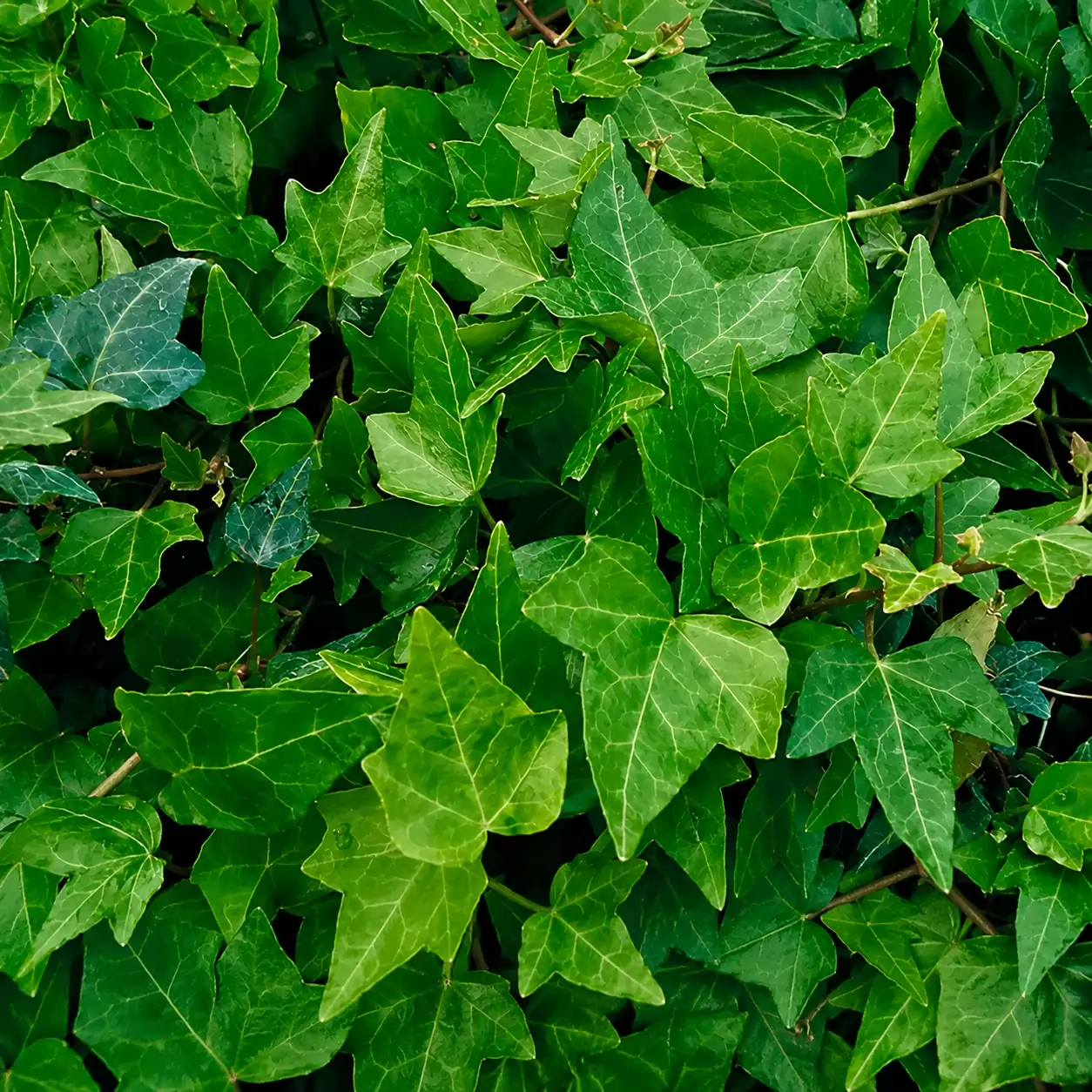 Hedera helix 'Shamrock' 80-100cm