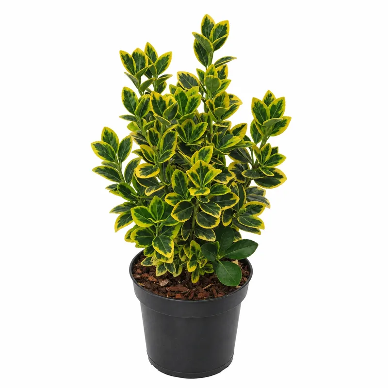 Euonymus japonicus 'Marieke' 30-40cm