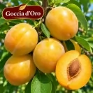 Японска слива 150-175см, различни сортове / Prunus salicina