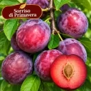 Японска слива 150-175см, различни сортове / Prunus salicina