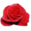 Роза Стъбло 100см, различни цветове / Rosa hybrida Stam 100cm