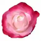 Роза Стъбло 100см, различни цветове / Rosa hybrida Stam 100cm