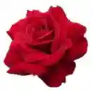 Роза Стъбло 100см, различни цветове / Rosa hybrida Stam 100cm