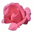 Роза Стъбло 100см, различни цветове / Rosa hybrida Stam 100cm
