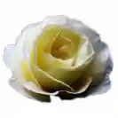 Роза Стъбло 100см, различни цветове / Rosa hybrida Stam 100cm