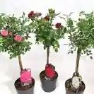 Роза Стъбло 100см, различни цветове / Rosa hybrida Stam 100cm