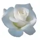 Роза Стъбло 100см, различни цветове / Rosa hybrida Stam 100cm