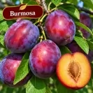 Японска слива 125-150см, различни сортове / Prunus salicina