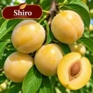 Японска слива 125-150см, различни сортове / Prunus salicina