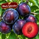 Японска слива 125-150см, различни сортове / Prunus salicina