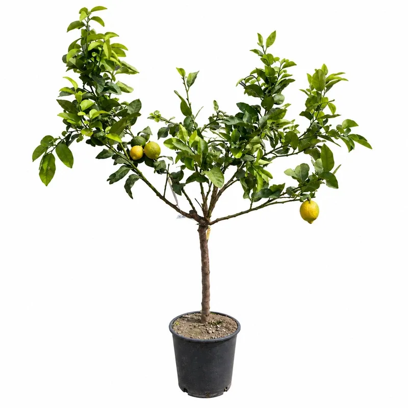 Лимон ‘Quattro Stagioni’ 125-150см / Citrus limon ‘Quattro Stagioni’