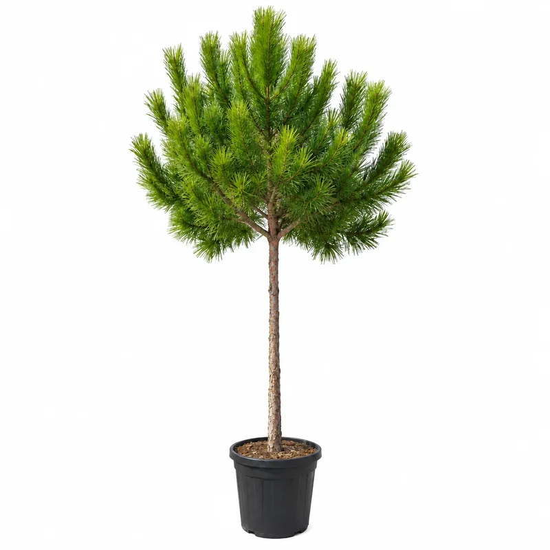 Pinus pinea GIrth 12-14cm
