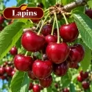 Череша 150-175см, различни сортове / Prunus avium
