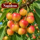 Череша 150-175см, различни сортове / Prunus avium