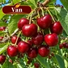 Череша 150-175см, различни сортове / Prunus avium