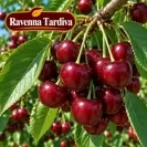 Череша 150-175см, различни сортове / Prunus avium