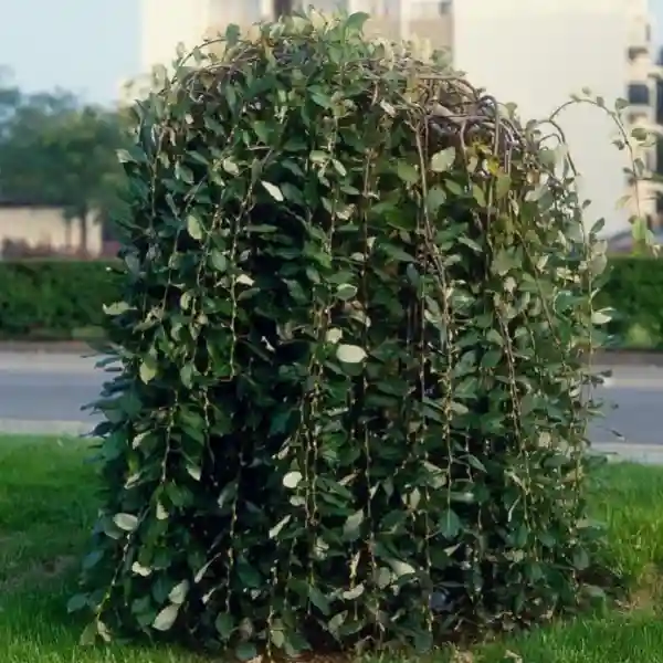 Salix caprea 'Pendula' Stem 120cm