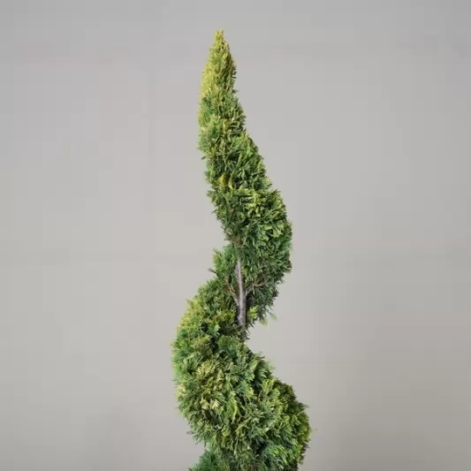 Кипарис лейланди Голд Райдър Спирала 110см / Cupressocyparis leylandii 'Gold Rider' Spiral