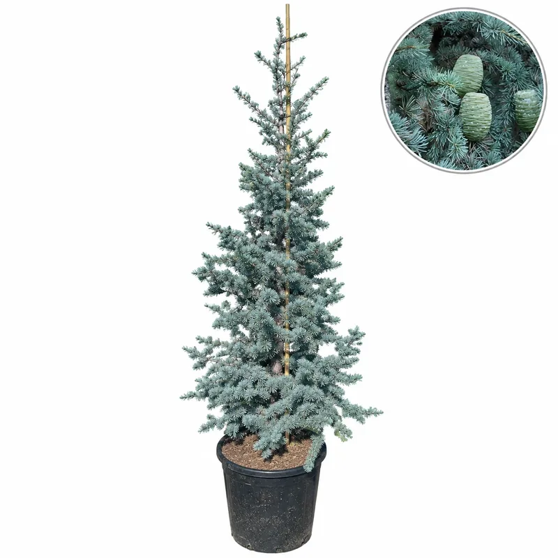 Cedrus atlantica 'Glauca' 180-200cm