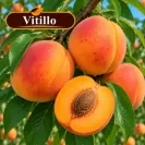 Кайсия 150-175см, различни сортове / Prunus armeniaca