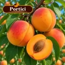 Кайсия 150-175см, различни сортове / Prunus armeniaca