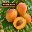Кайсия 150-175см, различни сортове / Prunus armeniaca