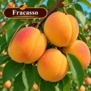 Кайсия 150-175см, различни сортове / Prunus armeniaca