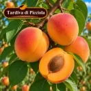 Кайсия 150-175см, различни сортове / Prunus armeniaca