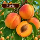 Кайсия 150-175см, различни сортове / Prunus armeniaca