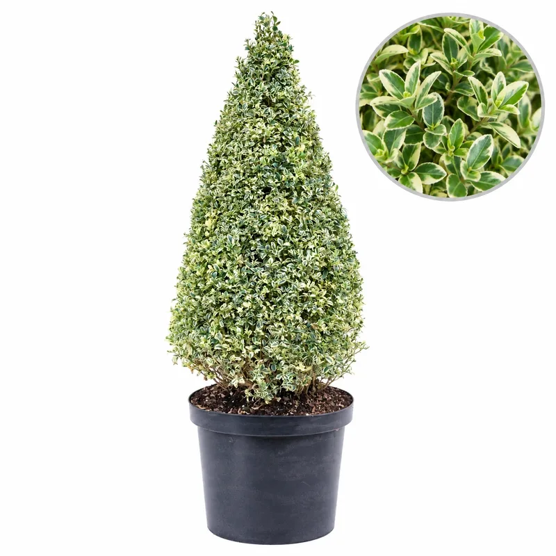 Чемшир пъстролистен Конус 60-70см / Buxus sempervirens 'Elegans' Cono