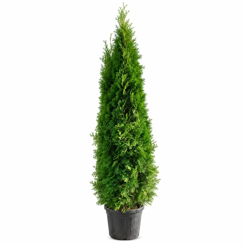 Thuja occidentalis 'Smaragd' 200-225cm
