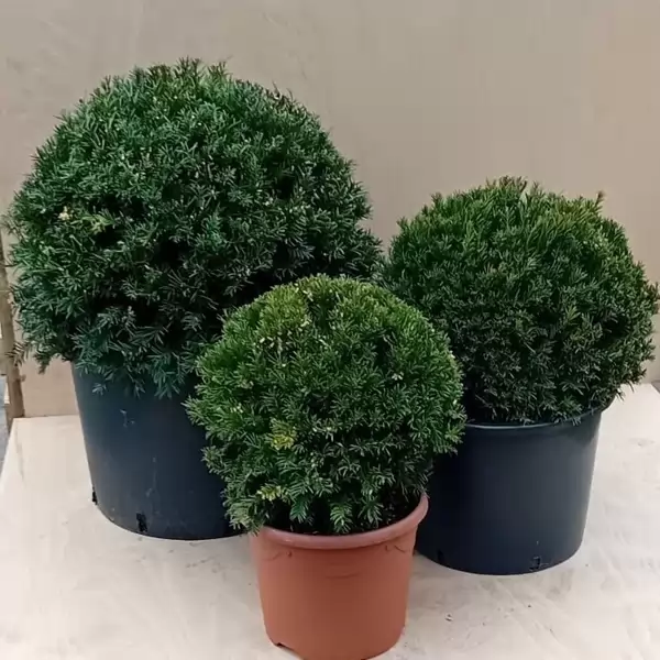 Тис Tопка 50см / Taxus baccata Poll