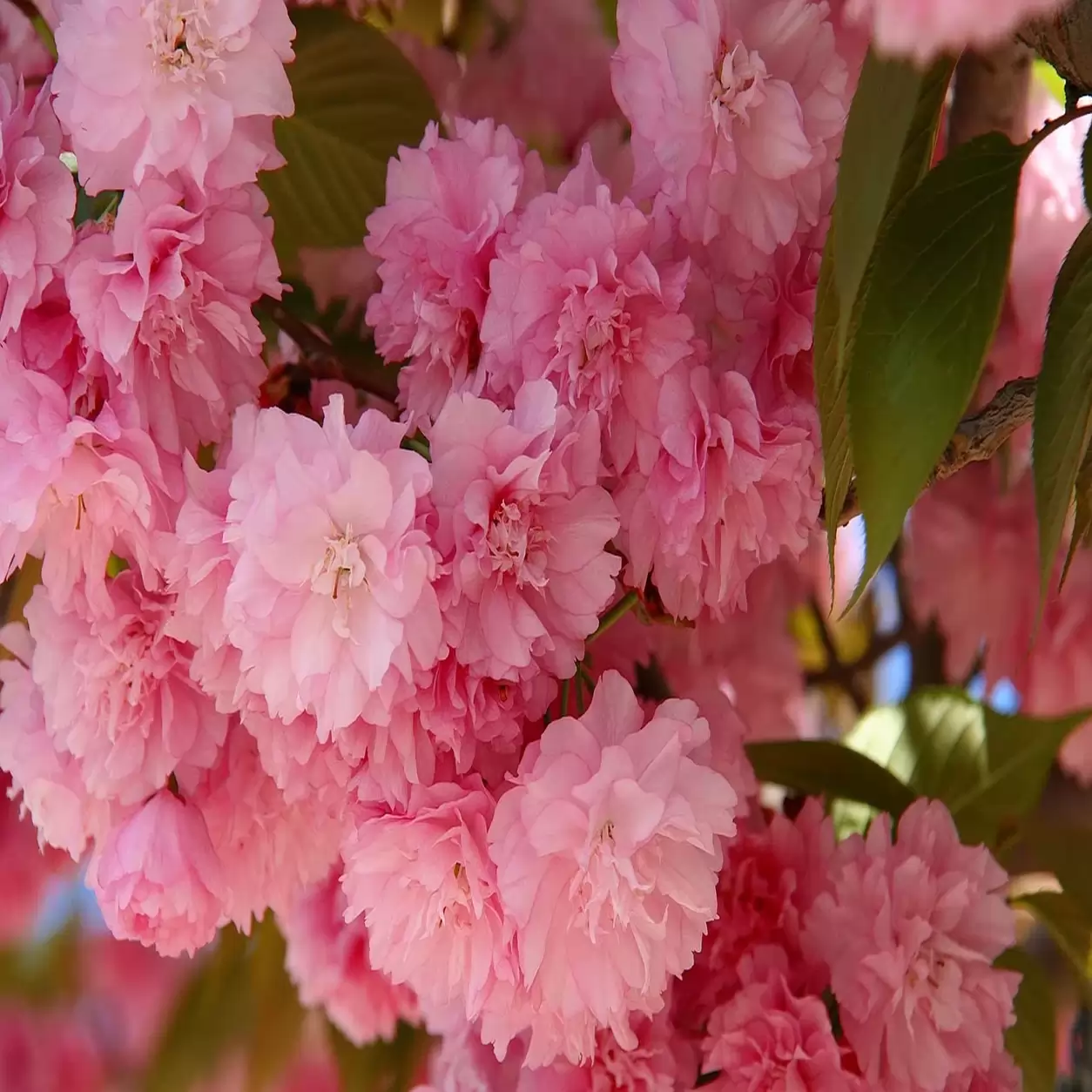 Prunus serrulata 'Kansan' Stem 200cm, Girth 8-10cm