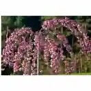Prunus serrulata ‘Kiku Shidare Zakura’ Stem 200cm, Girth 8-10cm