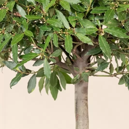 Дафинов лист Стъбло 100, Корона 40см / Laurus nobilis