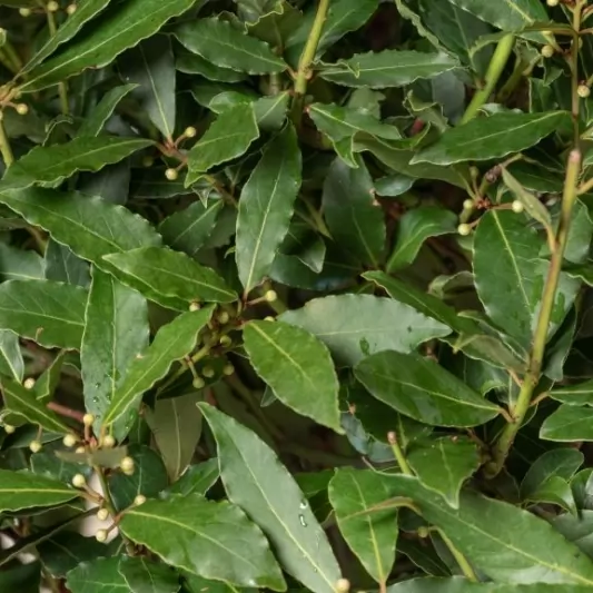 Дафинов лист Стъбло 100, Корона 40см / Laurus nobilis
