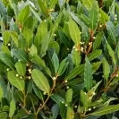Laurus nobilis 100-120cm
