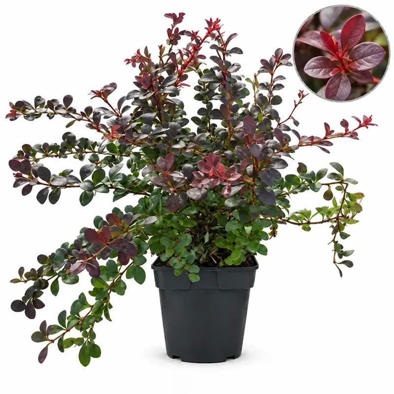 Берберис 20-25см / Berberis thunbergii 'Atropurpurea Nana'